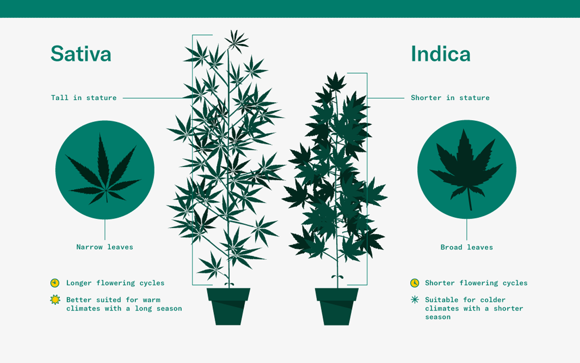 Everything About Indica And Sativa Mendocino Experience