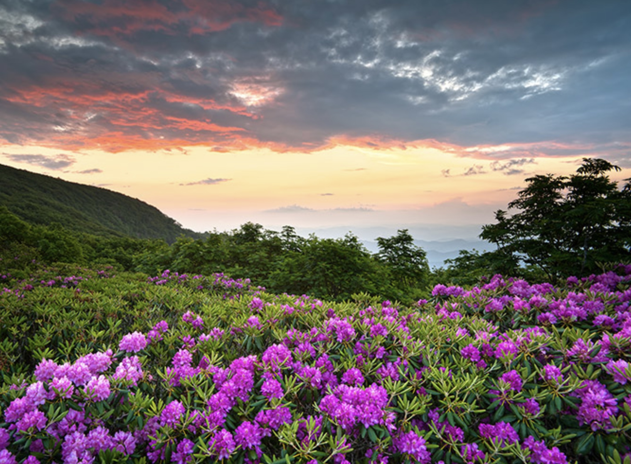 History Culture Flora And Fauna Great Smoky Mountain Eco Tours