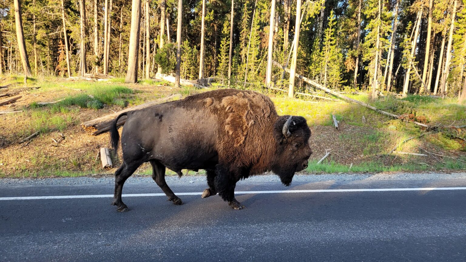 Best Places To See Wildlife In Yellowstone National Park Covered