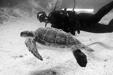 One person diving with turtle