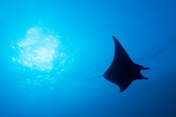 Kamanu Charters Underwater Marine Life