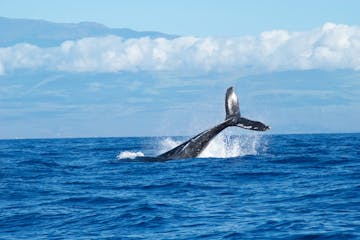 Kamanu Charters Whale Watch Tour