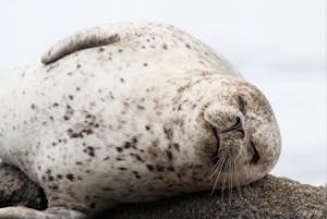 a close up of a seal