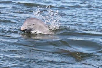 dolphin poking head out of water