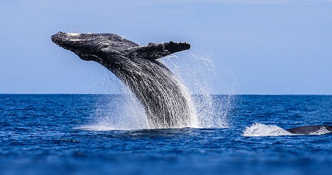 Kauai whale watching tours