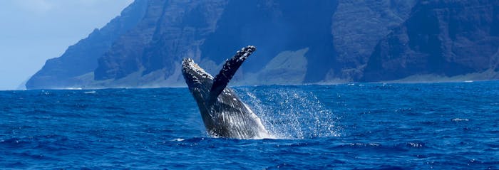 Kauai humpback whales tour | Holo Holo Charters