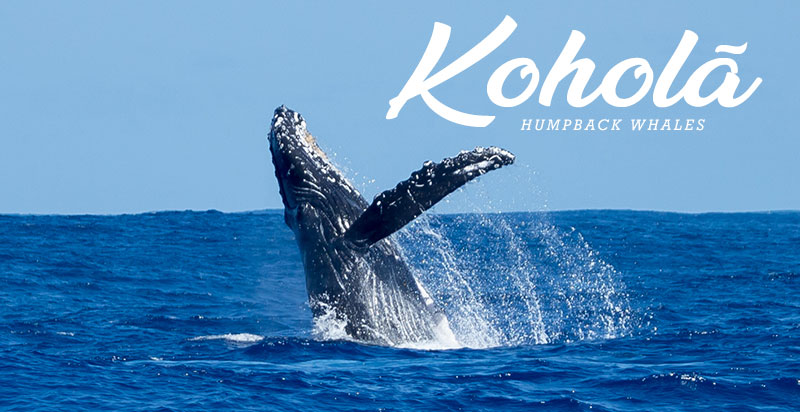 Kauai Whale Watching Tours Pictures | Holo Holo Charters