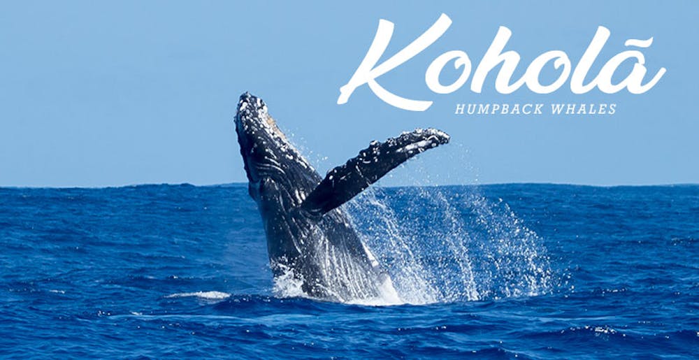 Kauai whale watching tours