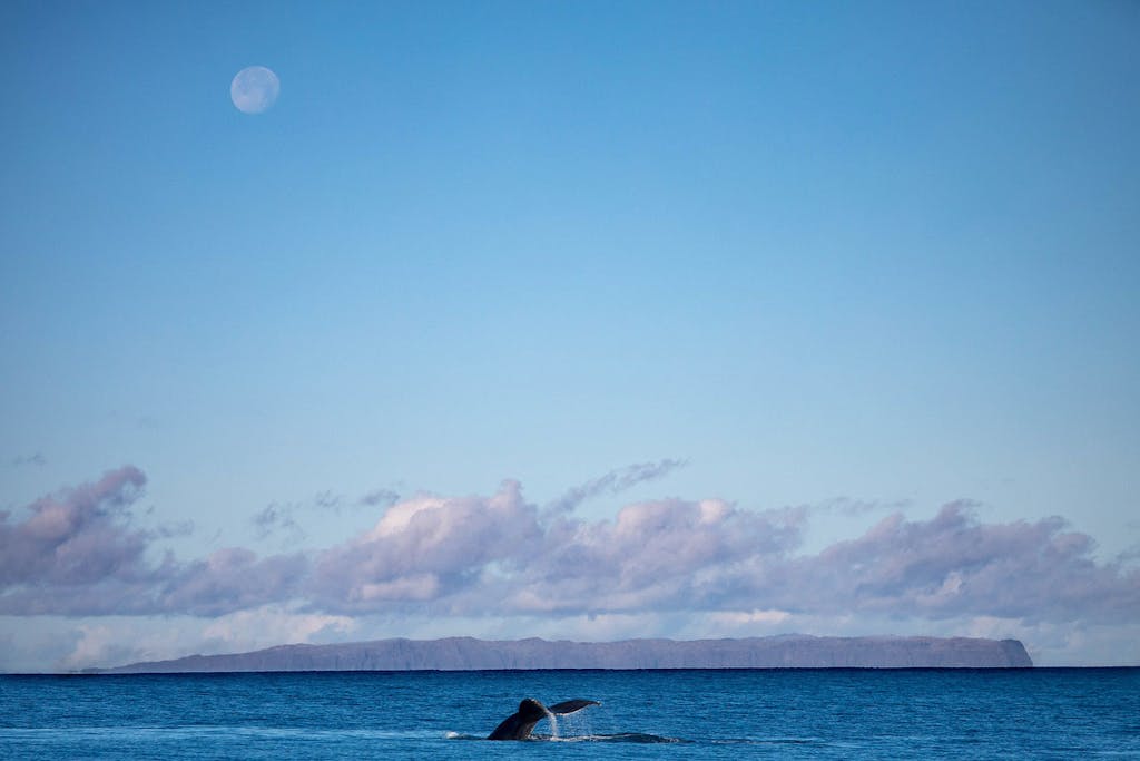 Niihau Humpback Whales