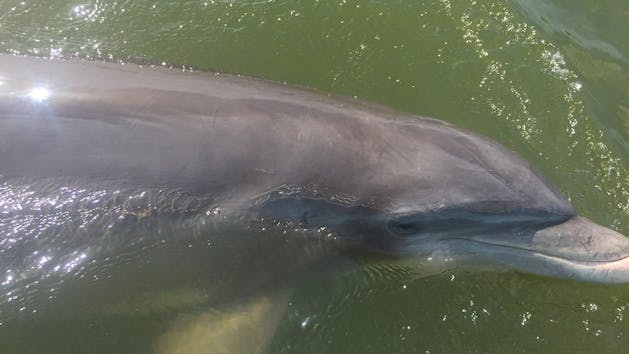Island Explorer Dolphin Encounter