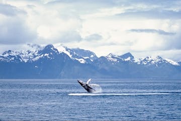 whale breaching in Alaska