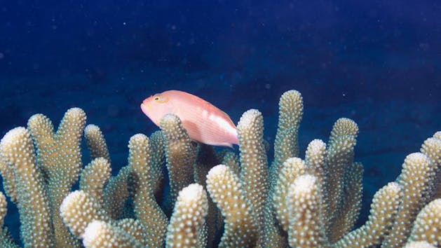 Kauai-Coral-and-Fish-Scuba-Diving
