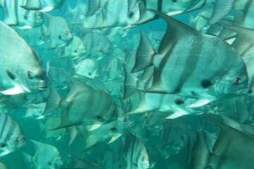 a group of fish in the water