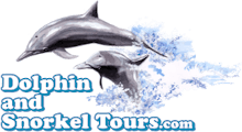 Dolphin And Snorkel Tours