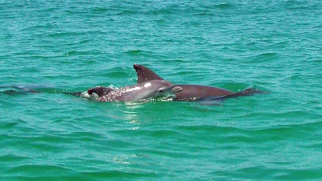 Dolphin tour Panama City Beach Florida