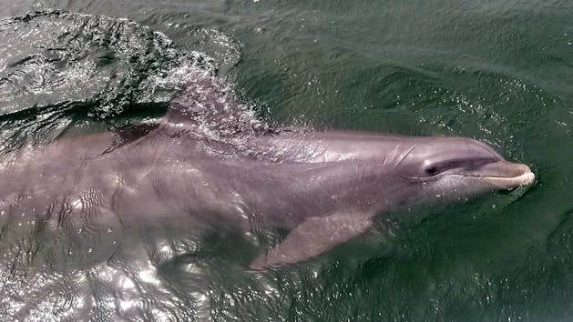 Dolphin snorkel tour Panama City Beach Florida