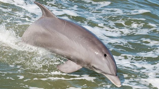 A dolphin swims in the Indian River Lagoon