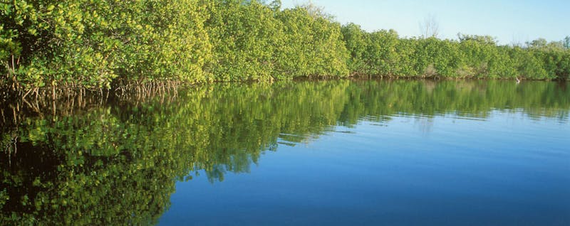 View of the Indian River Lagoon Estuary