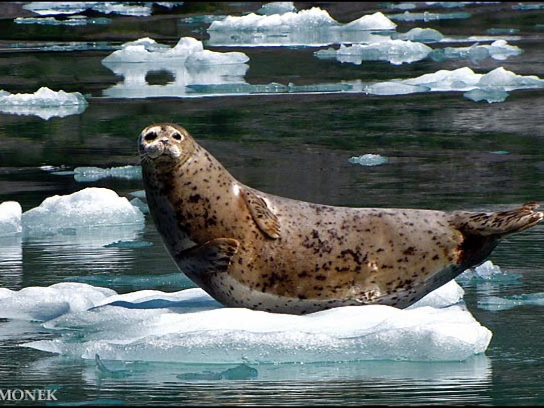 Seal on ice