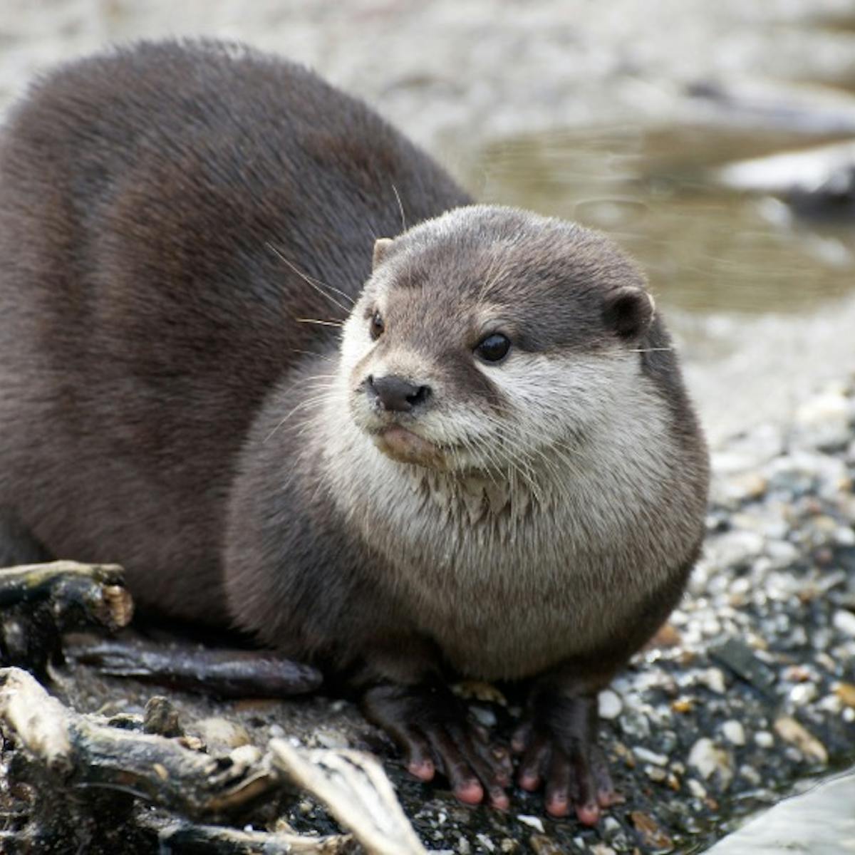 river otter on shore