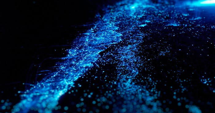 Bioluminescence Kayaking Washington | Shearwater Adventures