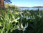 wild lilies on an island