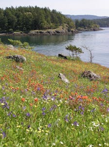 wildflowers on a slope