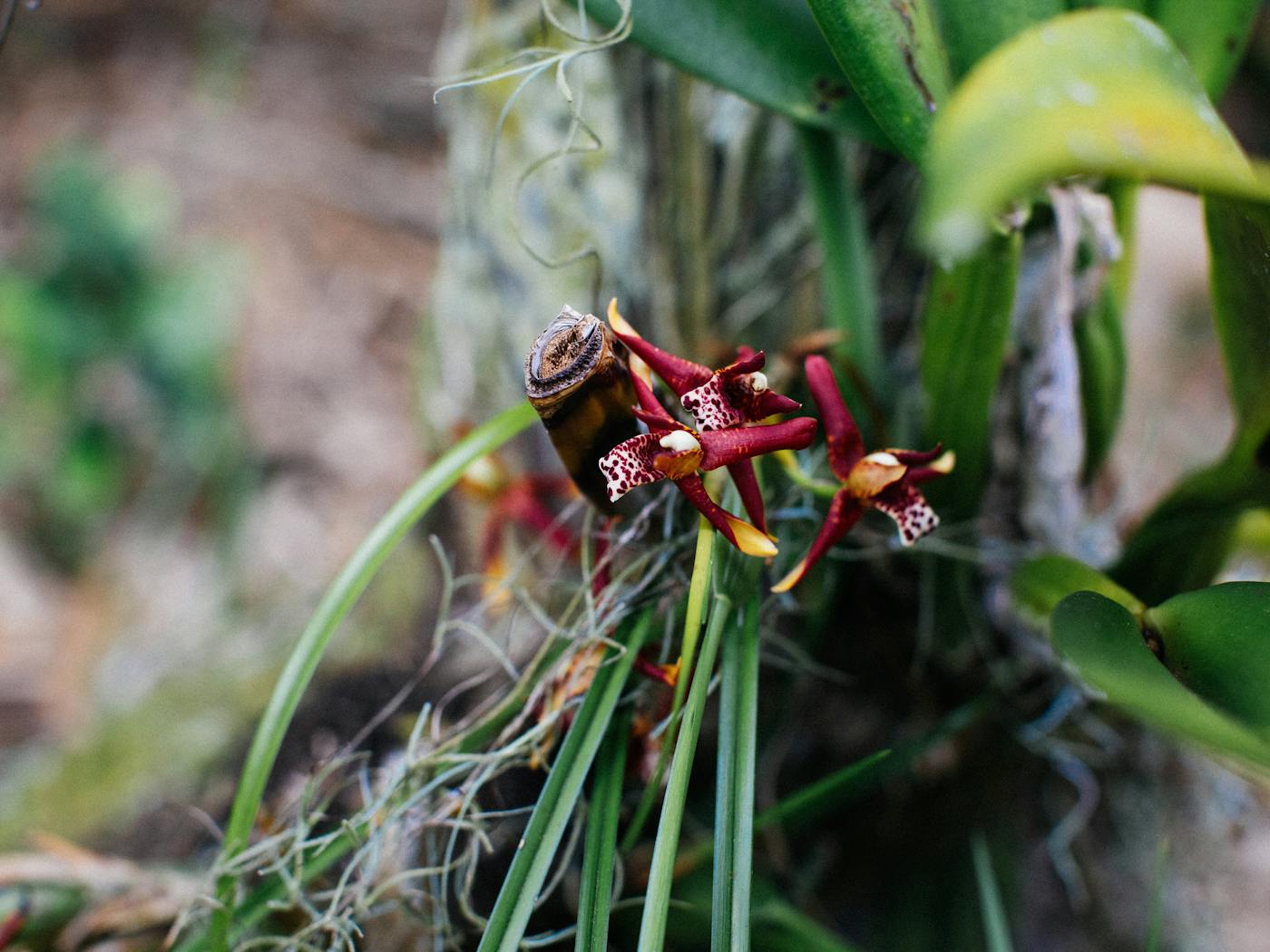 Kauai orchid