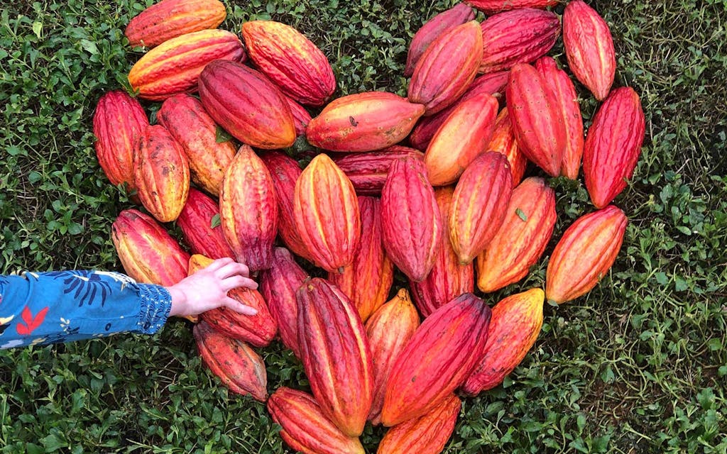 a bunch of red lydgate cacao pods arranged into a heart shape on the grass