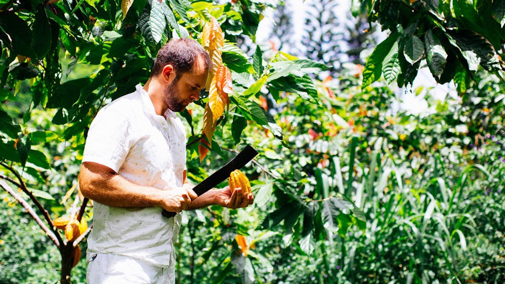 a man standing next to a tree with a cacao pod in hand. He is opening it with a machete. 