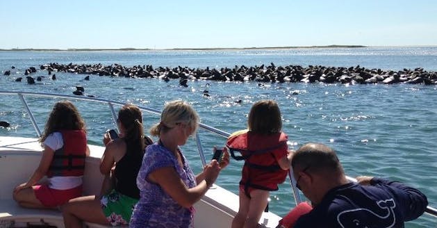 Cape Cod Seal Watch Adventure Cruise | Blue Claw Boat Tours