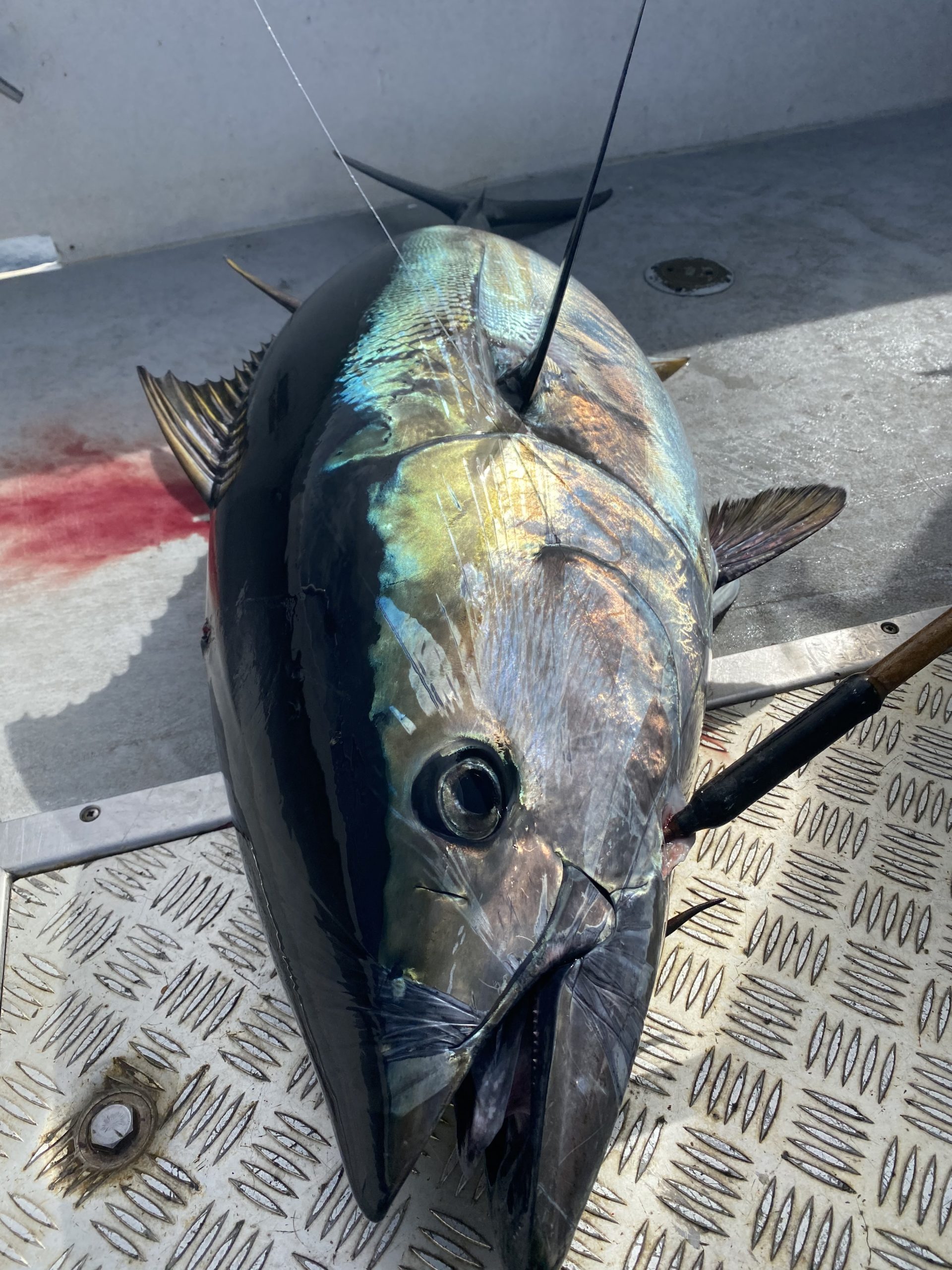 Northern California Bluefin Tuna Chartle Charters Santa Cruz Ca