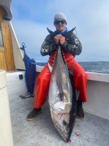 Big Bluefin Tuna