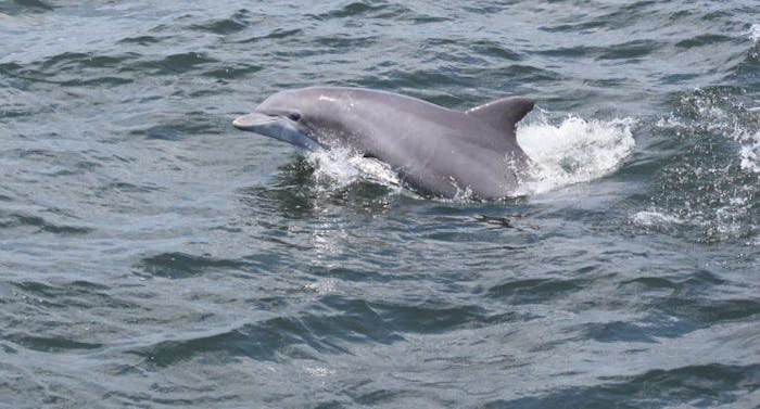 jet ski dolphin tour myrtle beach