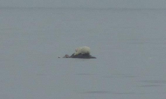 Polar Bear rides a floating meal in the Chukchi Sea
