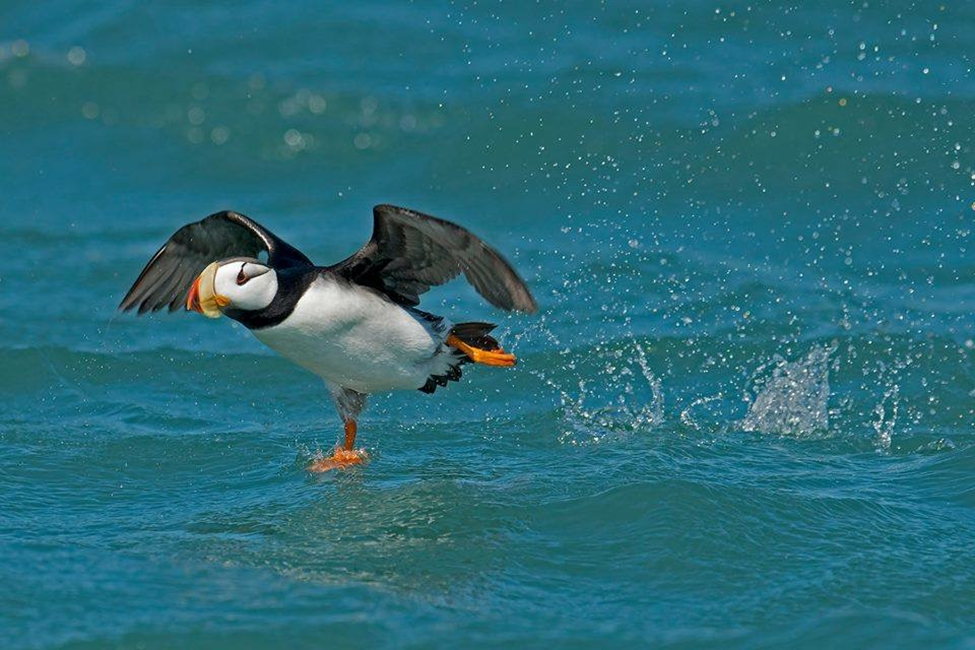 A Horned Puffin takes off from the waters in Resurrection Bay