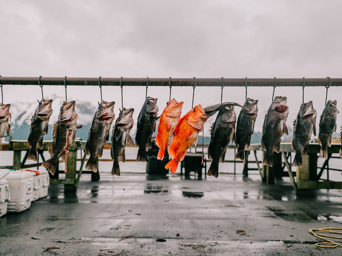 View More: http://bethanybartonphoto.pass.us/millers-landing-2017 The catch of the day hung up on the line from one of our fishing charters!