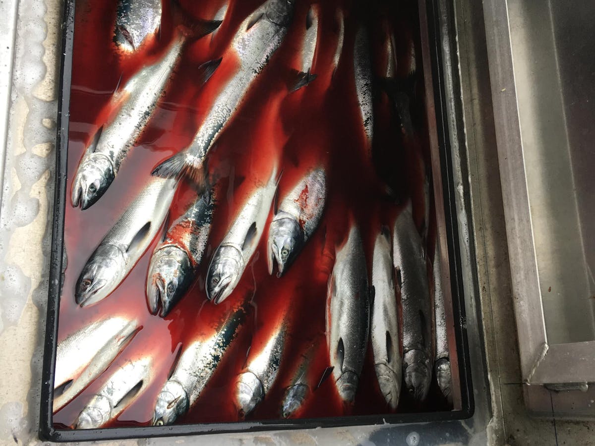 Silver Salmon & Black Bass Half Day Fishing Charter in Seward, AK