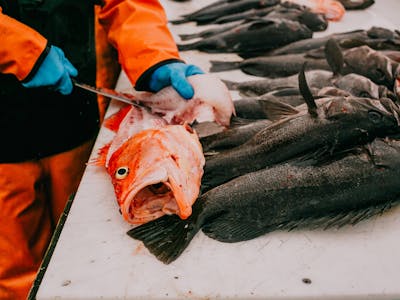 gutting a fish in Seward Alaska