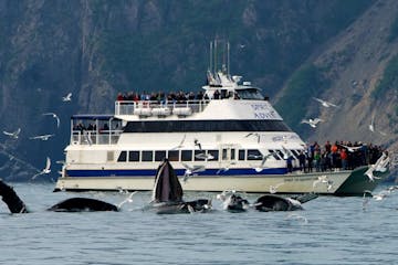 Major Marine Kenai Fjords National Park Cruise with whales breaching the surface