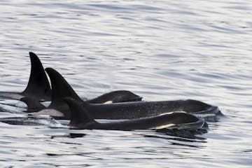 Orcas in Kenai Fjords National Park