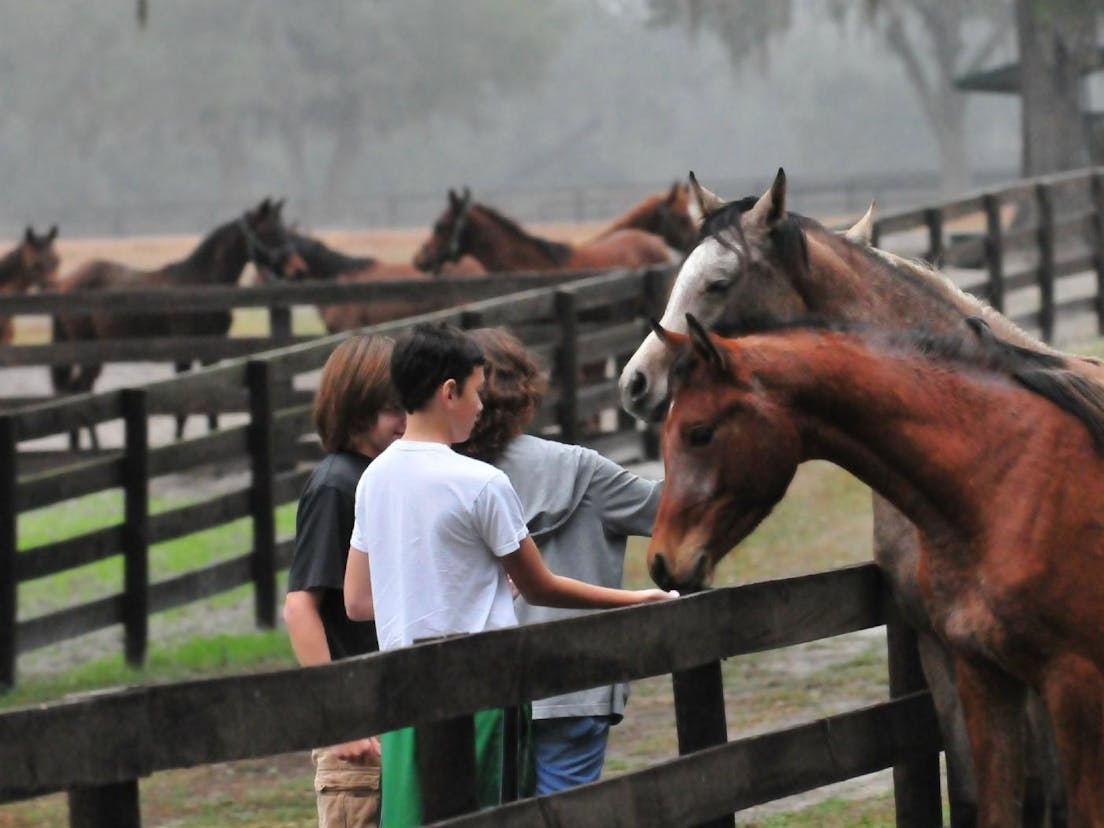 Kids feeding horses on farm