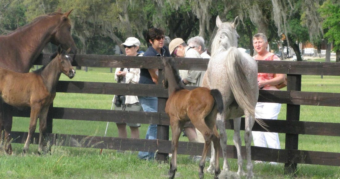 horse farm tours ocala