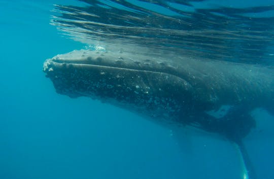 Swim With Whales Impact Study Pacific Whale Foundation Australia