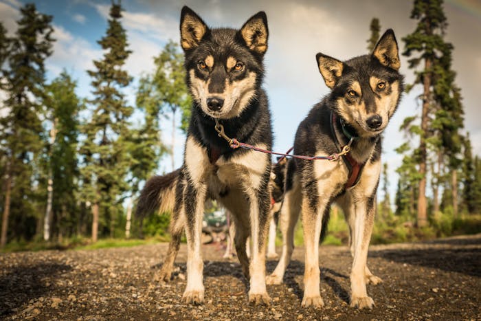 Black Spruce Dog Sledding | Alaska's Best Dog Sledding Tour Experience