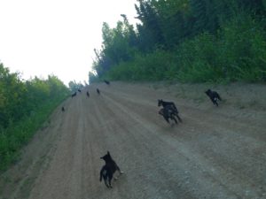 a herd of cattle walking across a dirt road