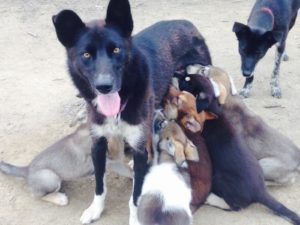 a group of stuffed animals sitting next to a dog