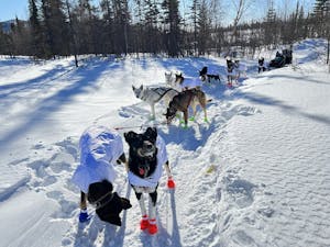 Iditarod sled dogs