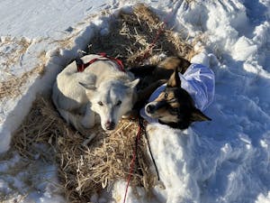 two Iditarod dogs 