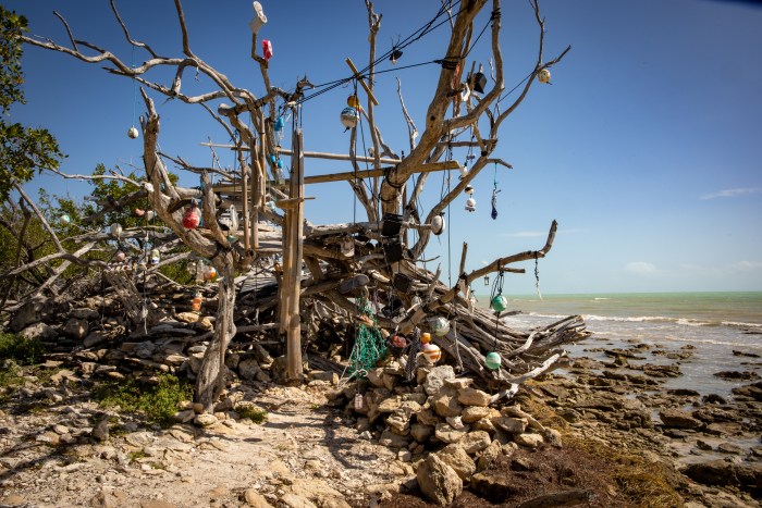 a tree on a rocky beach